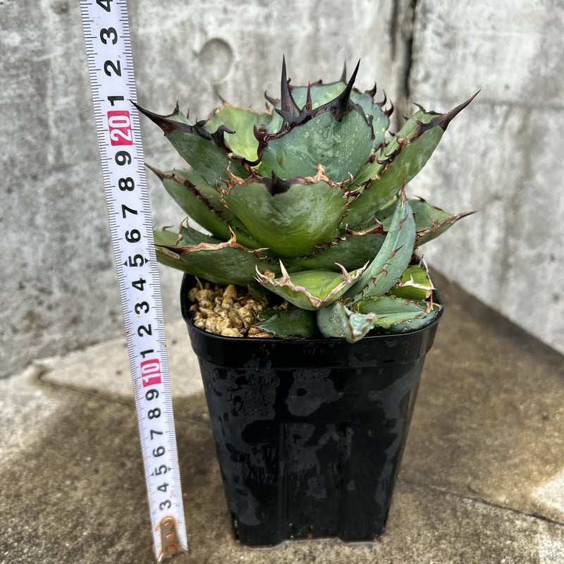 アガベ チタノタ 龍牙 agave titanota dragon fang 子株3株付き鉢付