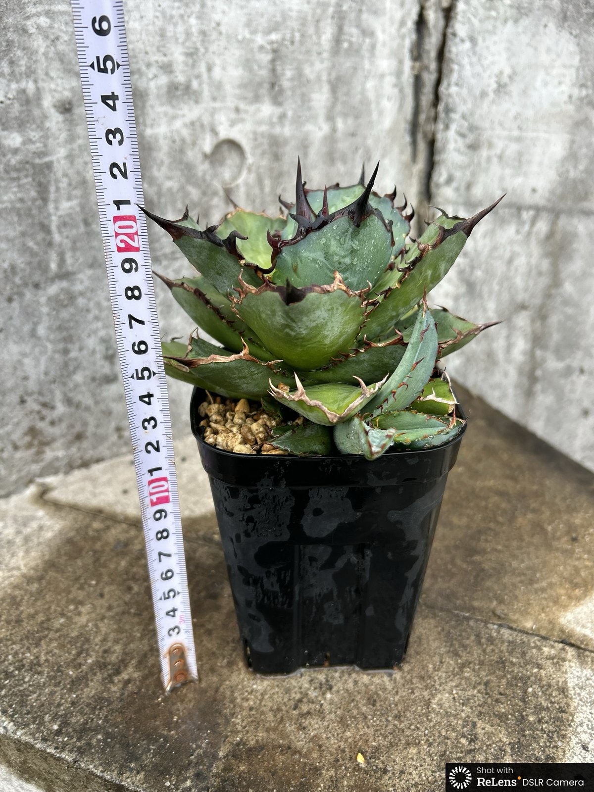 アガベ チタノタ 龍牙 agave titanota dragon fang 子株3株付き鉢付