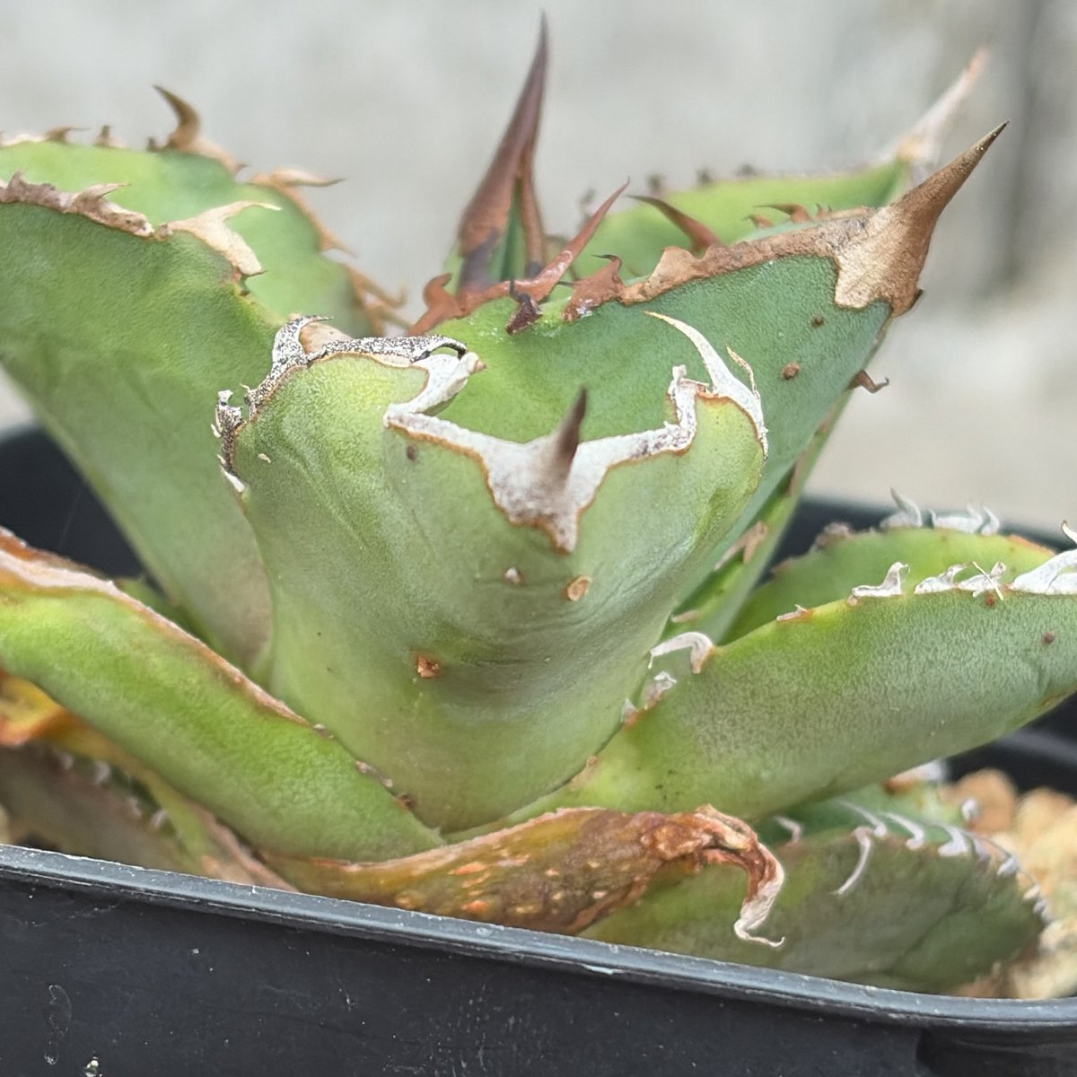 アガベ チタノタ 星空 Agave titanota starry sky 鉢付き発送 |