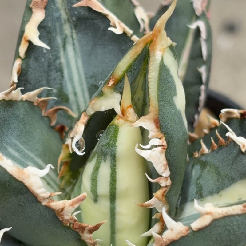 アガベ チタノタ 狼人錦 中斑錦 Agave titanota were wolf White