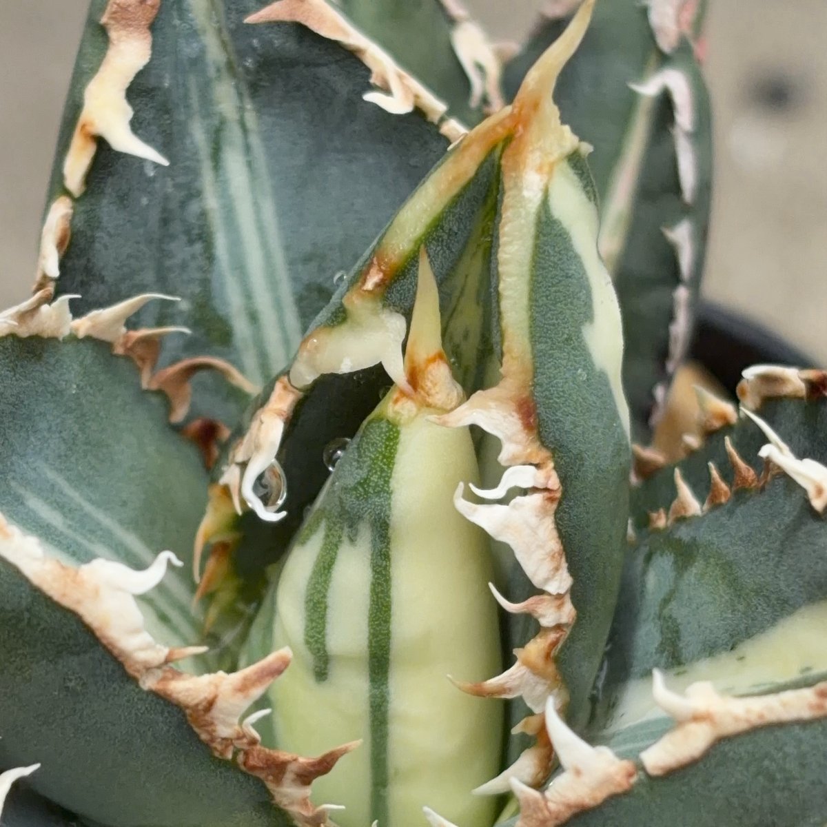 アガベ チタノタ 狼人錦 中斑錦 Agave titanota were wolf White
