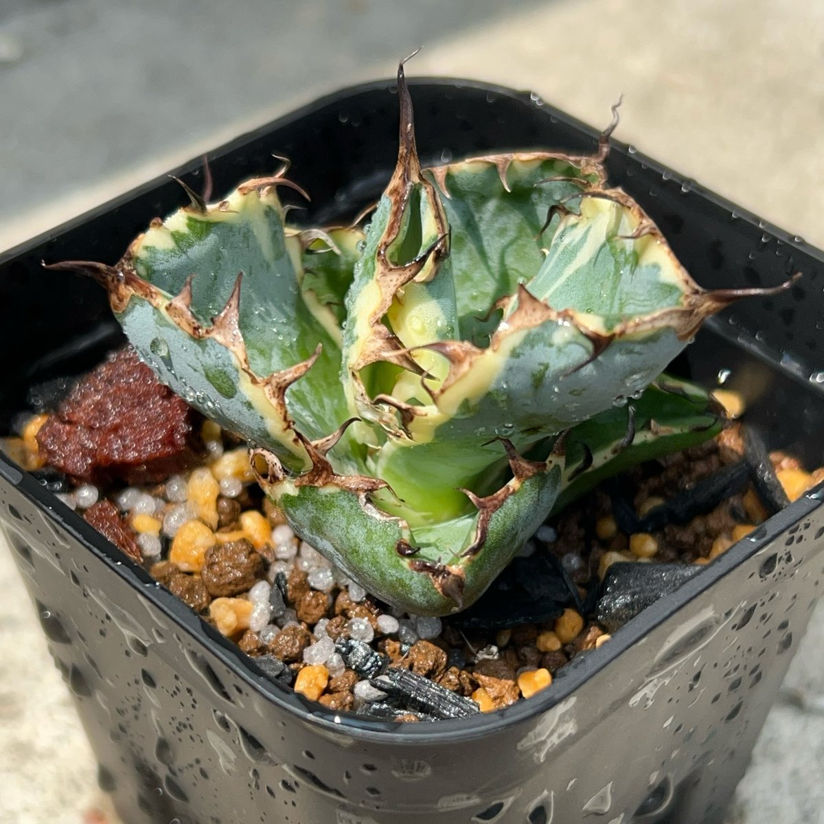 アガベ チタノタ ブラックアンドブルー 錦 白覆輪錦 Agave