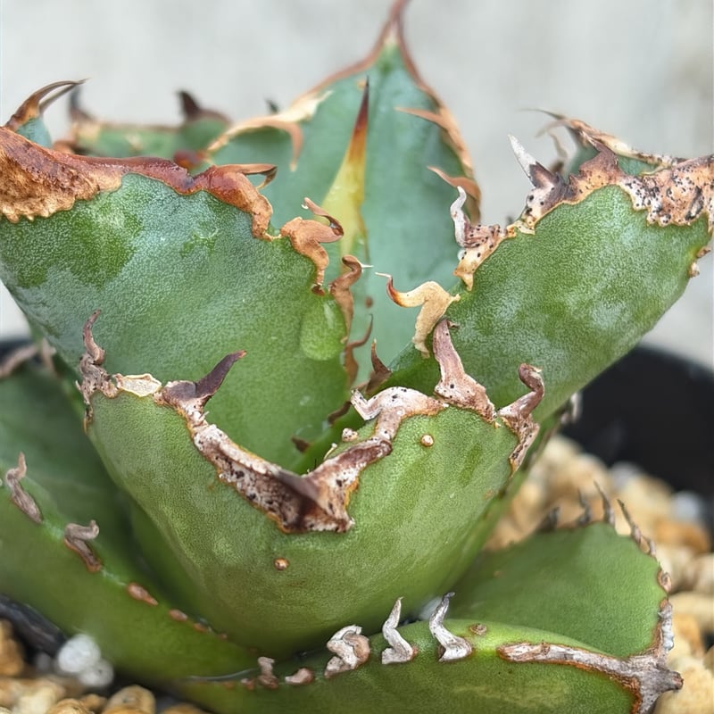 アガベチタノタ地勇星 子株付き Agave titanota “Chiyuusei” 鉢付き