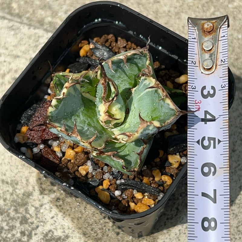 アガベ チタノタ ブラックアンドブルー 錦 白覆輪錦 Agave
