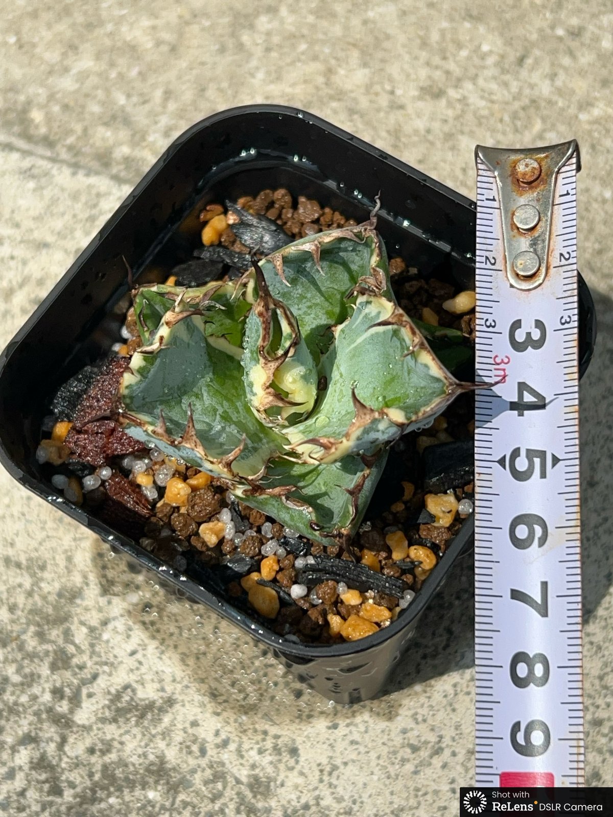 アガベ チタノタ ブラックアンドブルー 錦 白覆輪錦 Agave