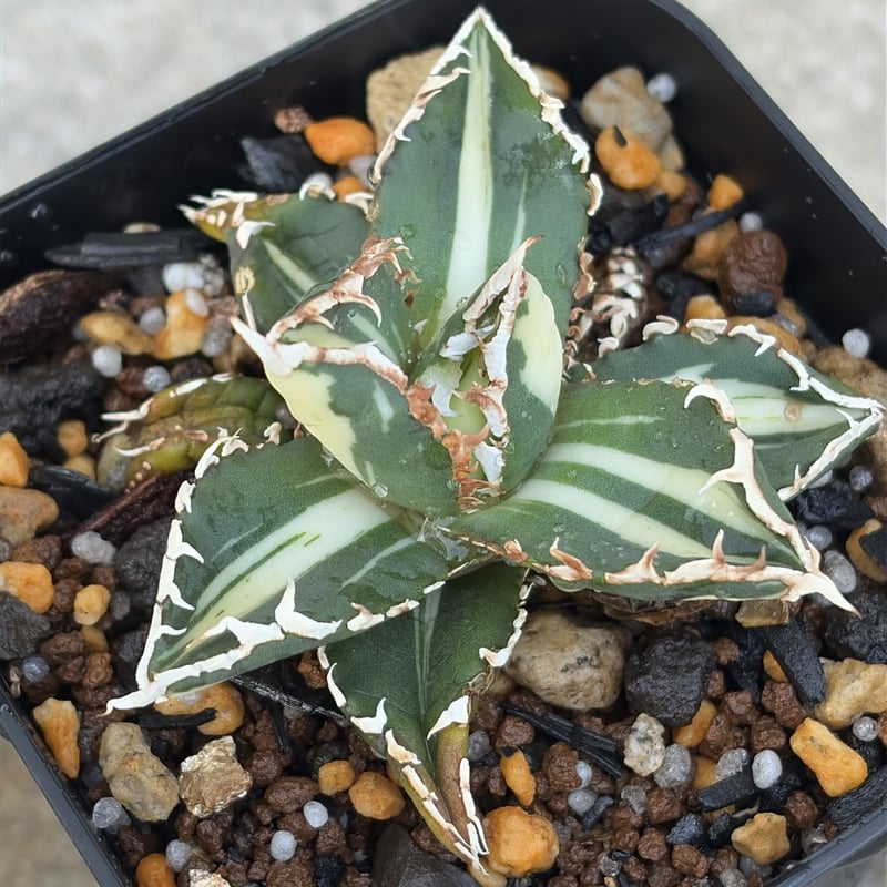 アガベ チタノタ 狼人錦 中斑錦 Agave titanota were wolf White