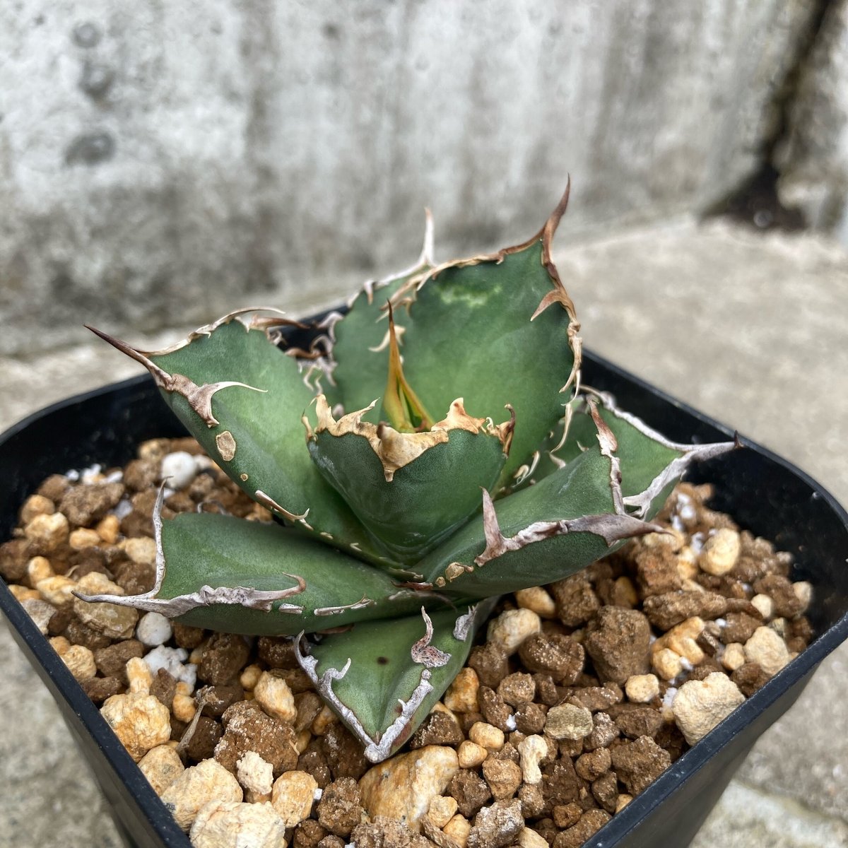 アガベ チタノタ FO-076 逆刺 Agave titanota 中株① 鉢付き発送 | ...