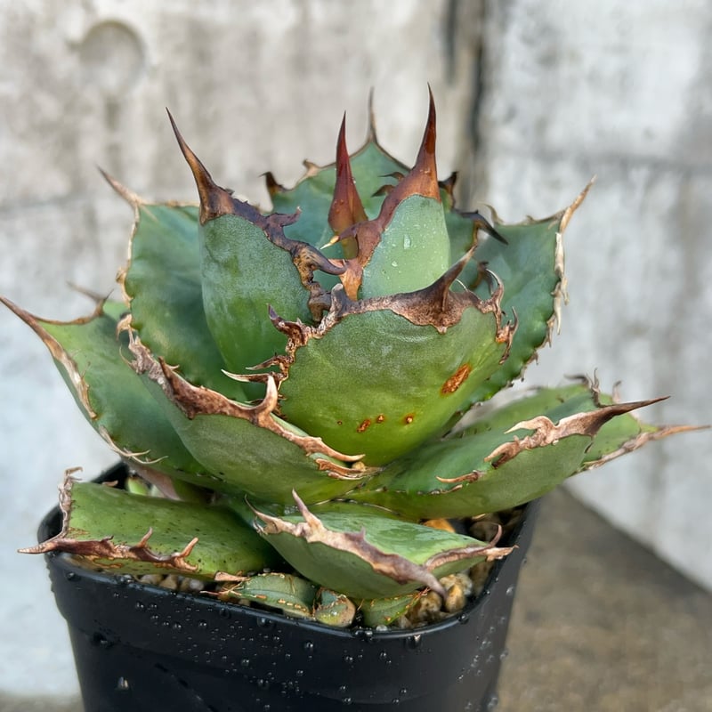 アガベ チタノタ FO-076 子株付き 子株付き アガベ チタノタFO-076