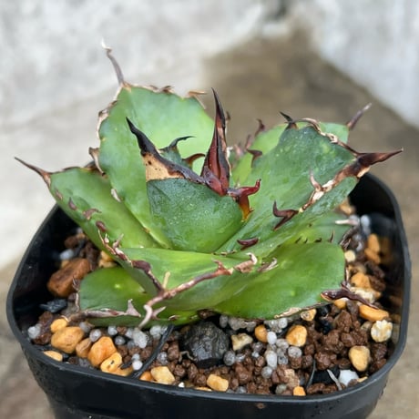 アガベチタノタハデス | STORES