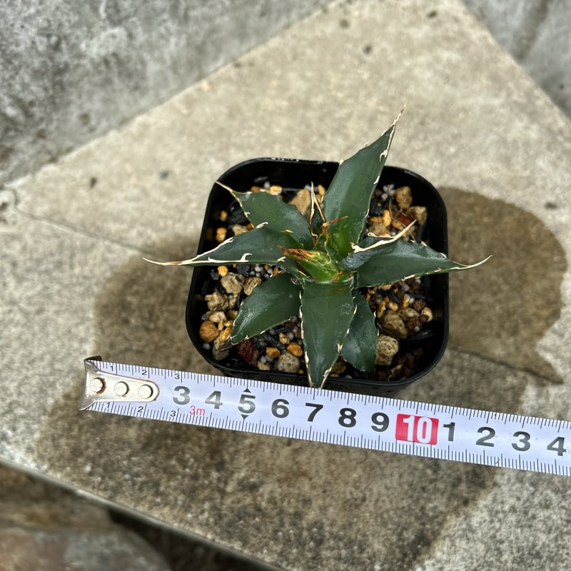 アガベ　ユタエンシス　エボリスピナ　陽炎52S06 アガベ・ユタエンシス「エボリスピナ」 2号ロングポット