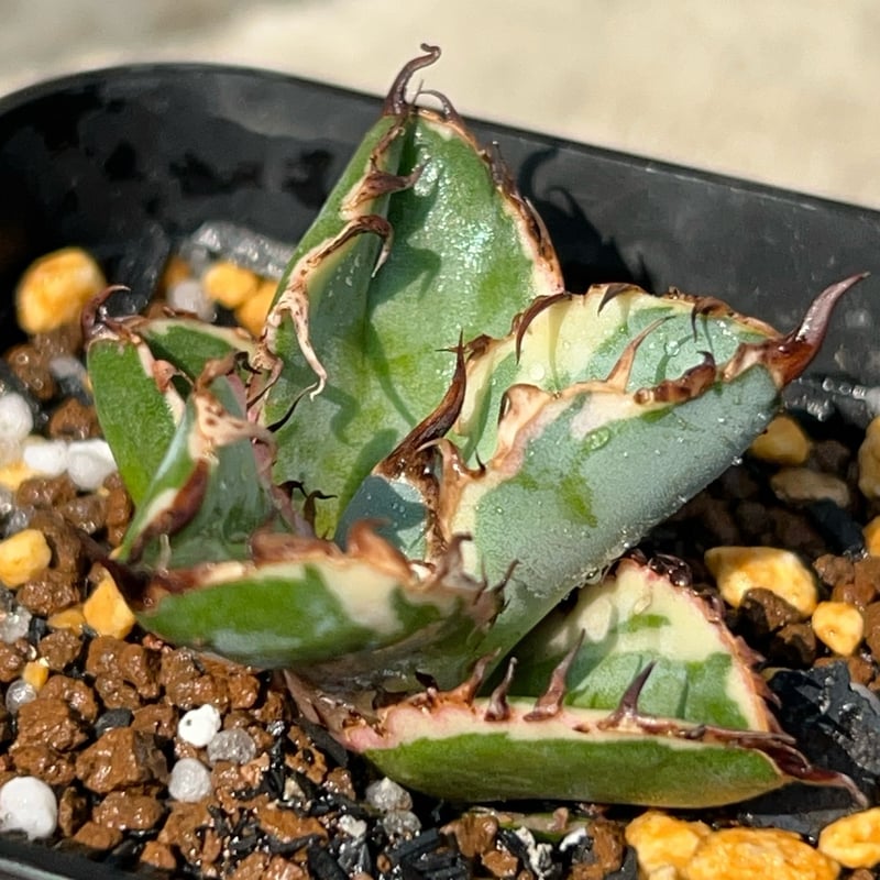 アガベ チタノタ ブラックアンドブルー 錦 白覆輪錦 Agave