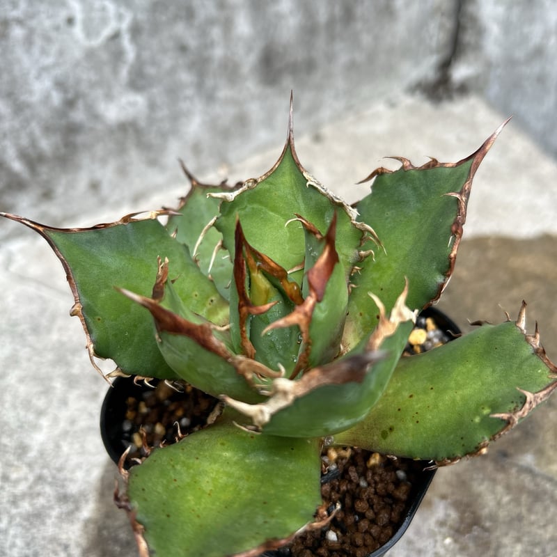 アガベ チタノタ FO076 親株 アガベ チタノタ FO-076 ボールタイプ中株 発根済み - メルカリ