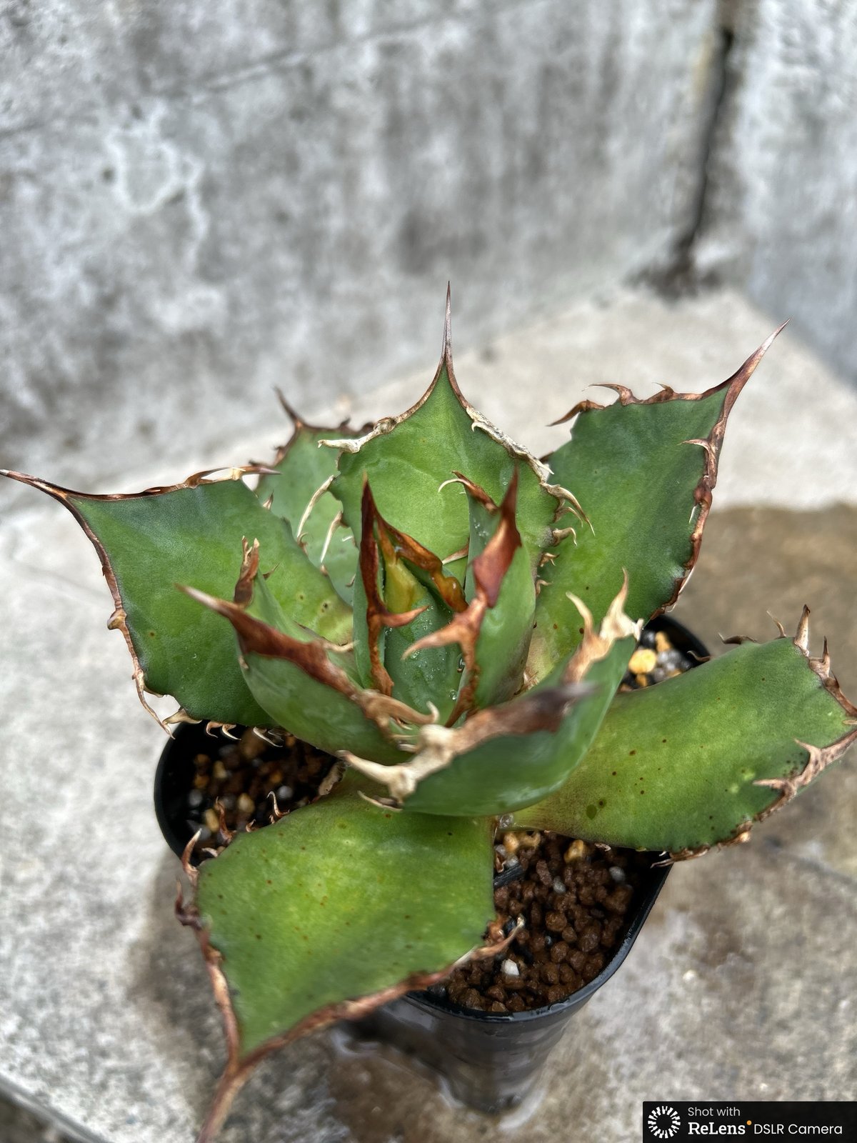 アガベ チタノタ FO-076 鉢付き発送 | blackmonster plants