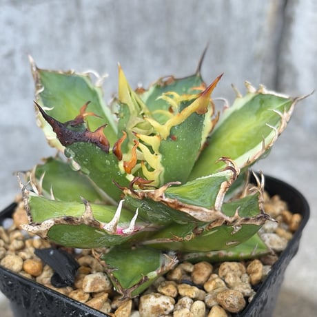 redcatweezle | STORES