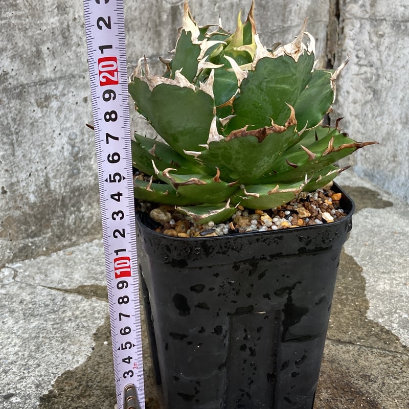 アガベチタノタ鬼爪 Agave titanota 'Ghost Claw' 鉢付き発送 | アガベチタノタ鬼爪 Agave titanota 'Ghost Claw' 鉢付き発送 |