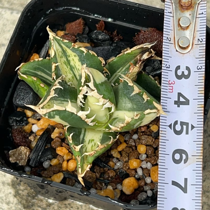 アガベ チタノタ 狼人錦 中斑錦 Agave titanota were wolf White