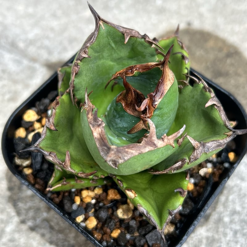 アガベ チタノタ 翼竜 プテラノドン Agave titanota Pteranodon