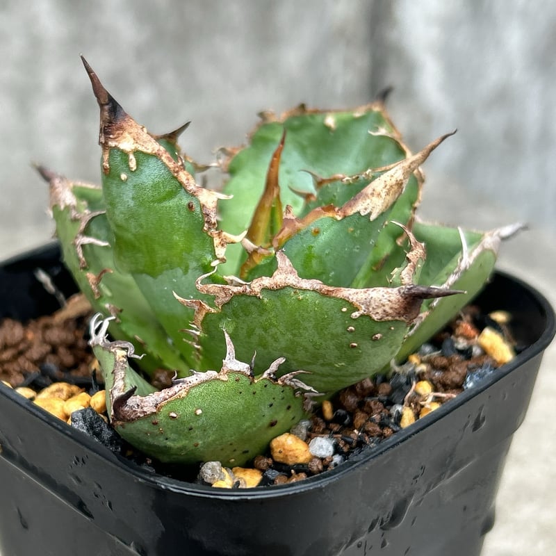 特価)アガベ チタノタ 星空 子株 ブツブツ スタッズ