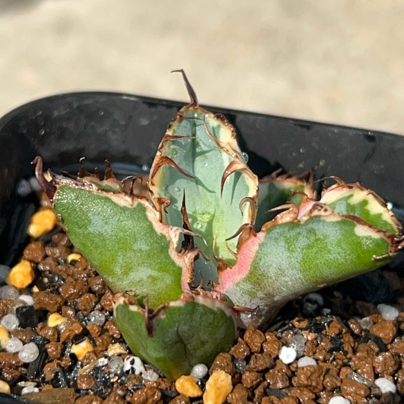 アガベ チタノタ ブラックアンドブルー 錦 白覆輪錦 Agave