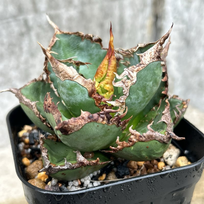 アガベ チタノタ 包心龍 Agave titanota Baoxinlong 鉢付き発送