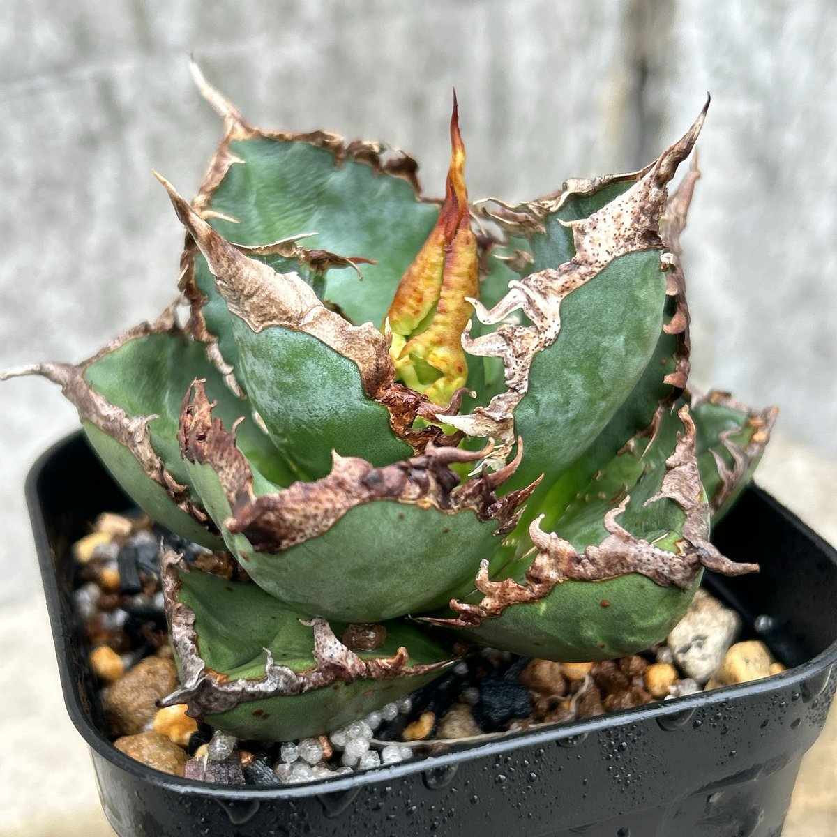 アガベチタノタ　包心龍　発根済 アガベ チタノタ 