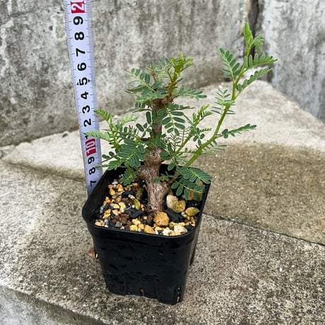 （BMP産）センナメリディオナリス 鉢付き発送