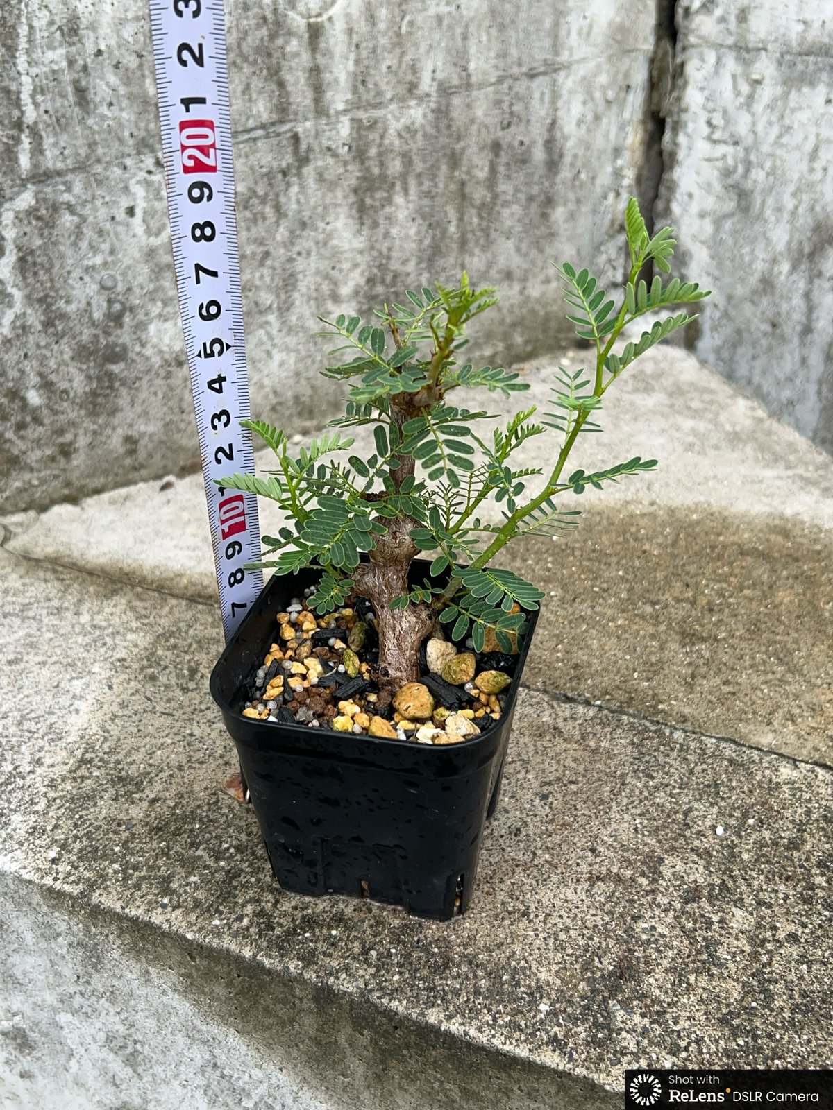 BMP産）センナメリディオナリス 鉢付き発送 | blackmonster plants