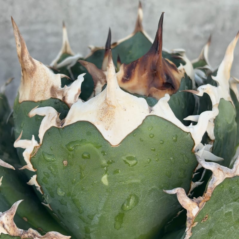アガベ オテロイ オアハカ 現地球株 Agave oteroi “Oaxaca” field-