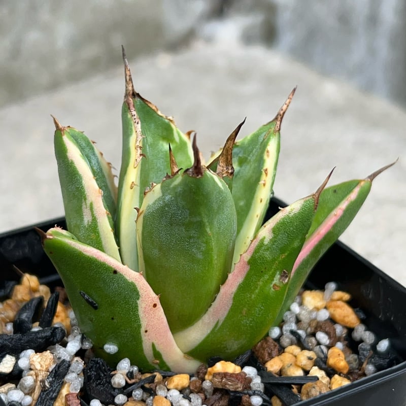 アガベ チタノタ スナグルトゥース Agave titanota Snaggle Tooth