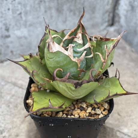 agavetitanota | STORES