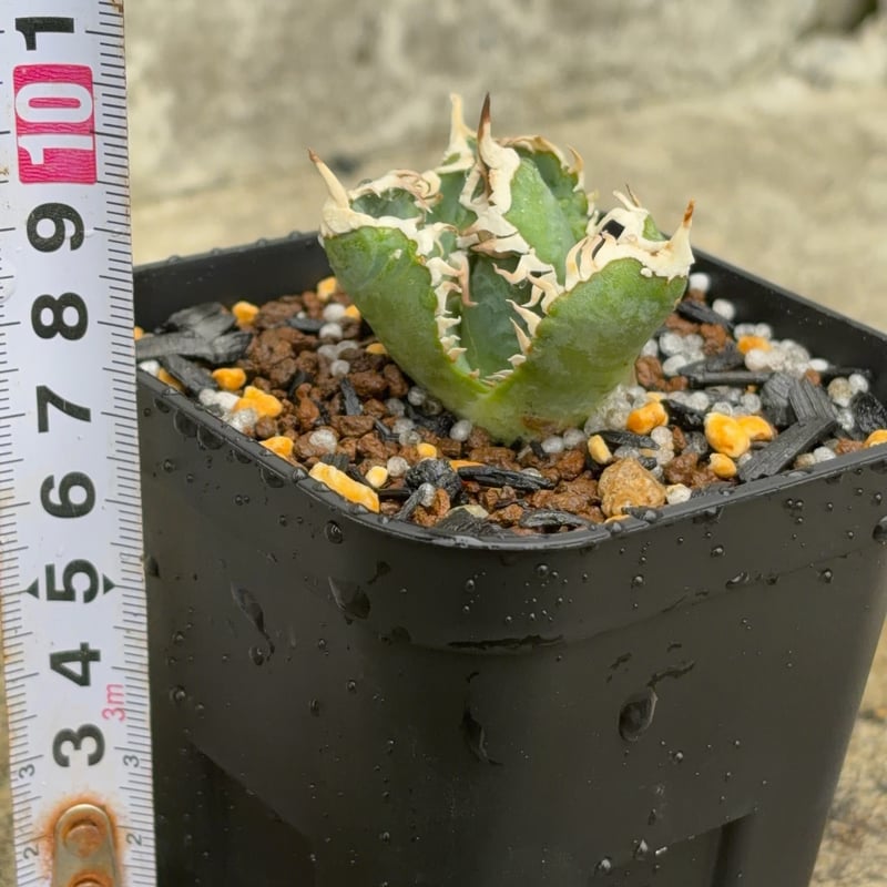 アガベ チタノタ 白豪棘 子株3付き Agave titanota byakugoushi鉢