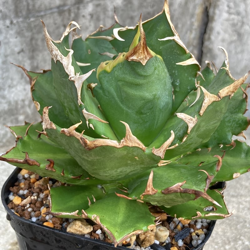 アガベチタノタ鬼爪 Agave titanota 'Ghost Claw' 鉢付き発送 | アガベチタノタ鬼爪 Agave titanota 'Ghost Claw' 鉢付き発送 |