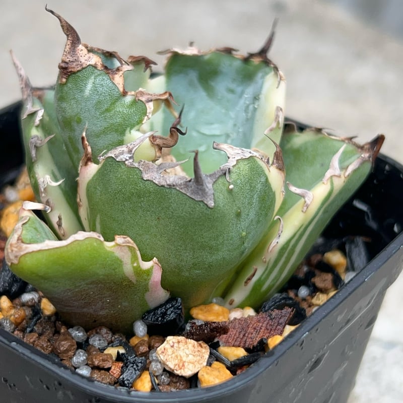 AGAVE TITANOTA 白鯨錦 白覆輪 コンパクト fit=scale-down,w=1200