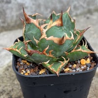 アガベオテロイオアハカ Agave oteroi “Oaxaca”鉢付き発送