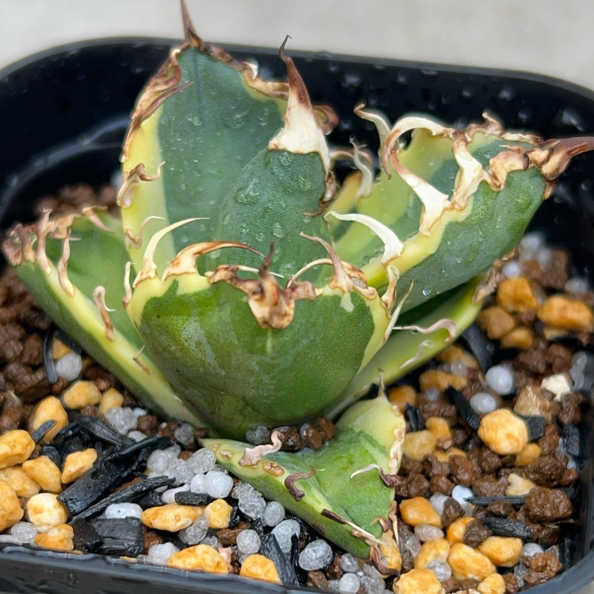 ♡シーザー錦♡　アガベ　チタノタ、まみ、、 　斑入り アガベ チタノタ凱撒錦 シーザー 覆輪斑 Agave titanota SUPER