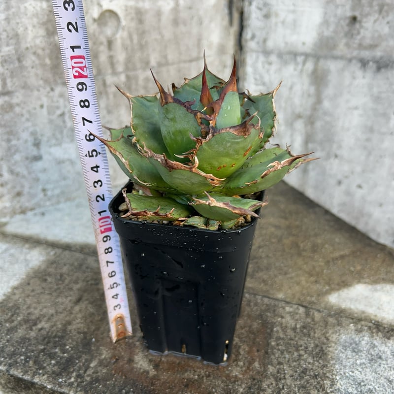 アガベチタノタ FO-076 子株3株付き 鉢付き発送 | blackmonster pla