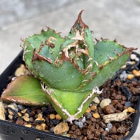 アガベチタノタ蚩尤  Agave titanota chiyou 鉢付き発送