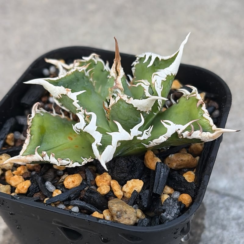 アガベチタノタ白豪棘 Agave titanota White Fierce Spines鉢付