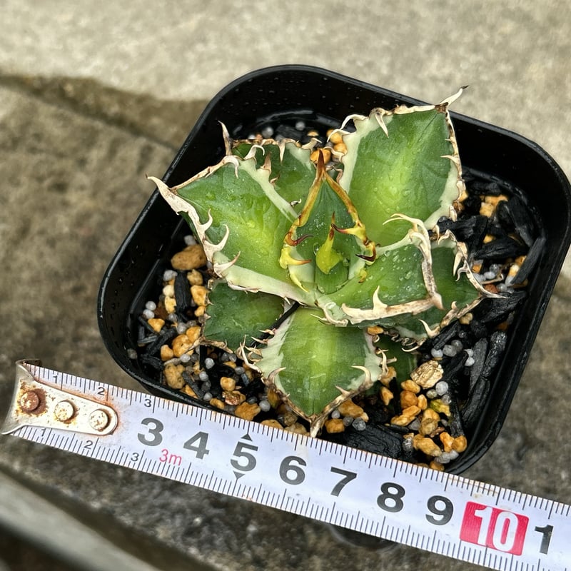 アガベ チタノタ レッドキャットウィーズル錦 地獄猫 赤猫錦 白覆輪斑