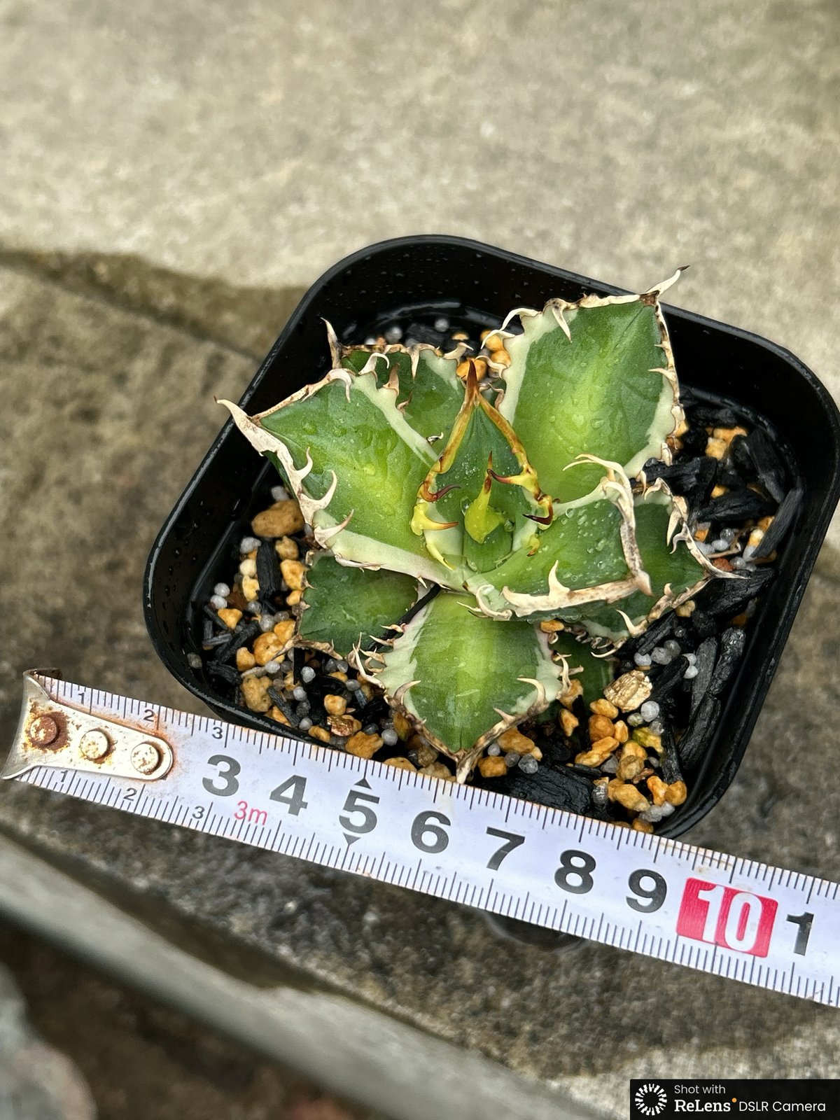 アガベ チタノタ レッドキャットウィーズル錦 地獄猫 赤猫錦 白覆輪斑