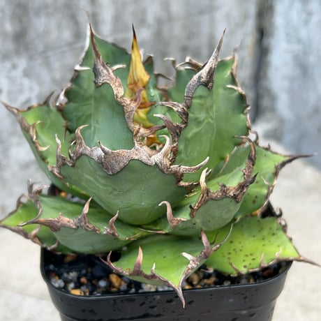 ◆アガベ！シーザー！NO.2◆ アガベ チタノタ シーザー 2株入り Agave titanota caesar 022 |