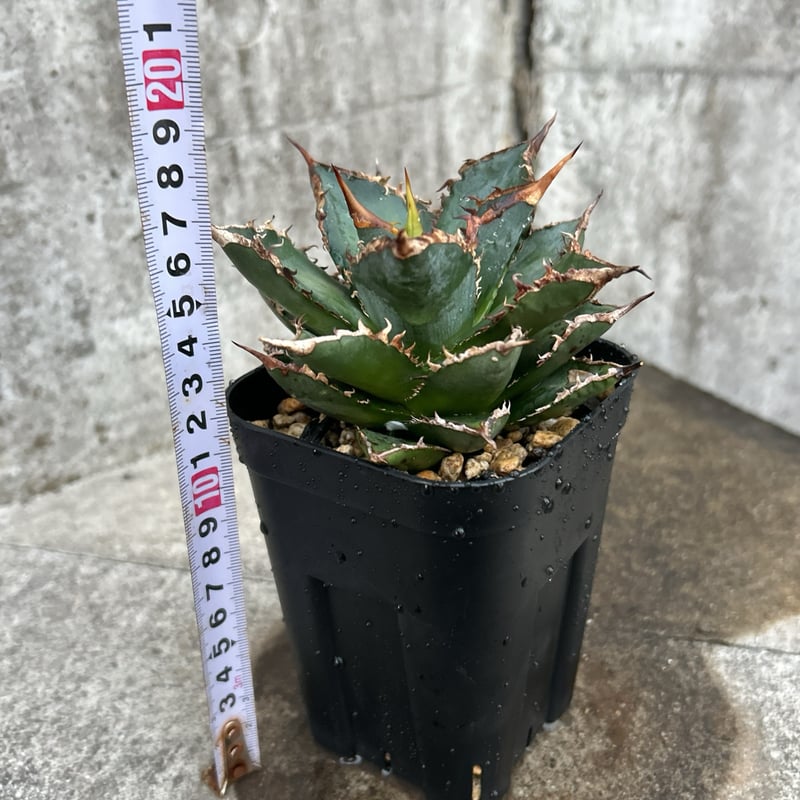 アガベ チタノタ 海王 鉢付き発送 | blackmonster plants