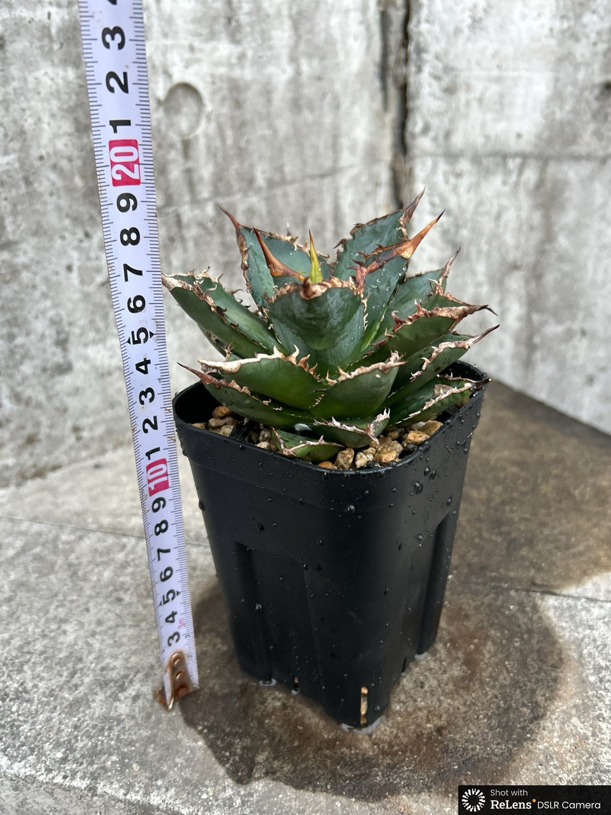 アガベ チタノタ 海王 鉢付き発送 | blackmonster plants