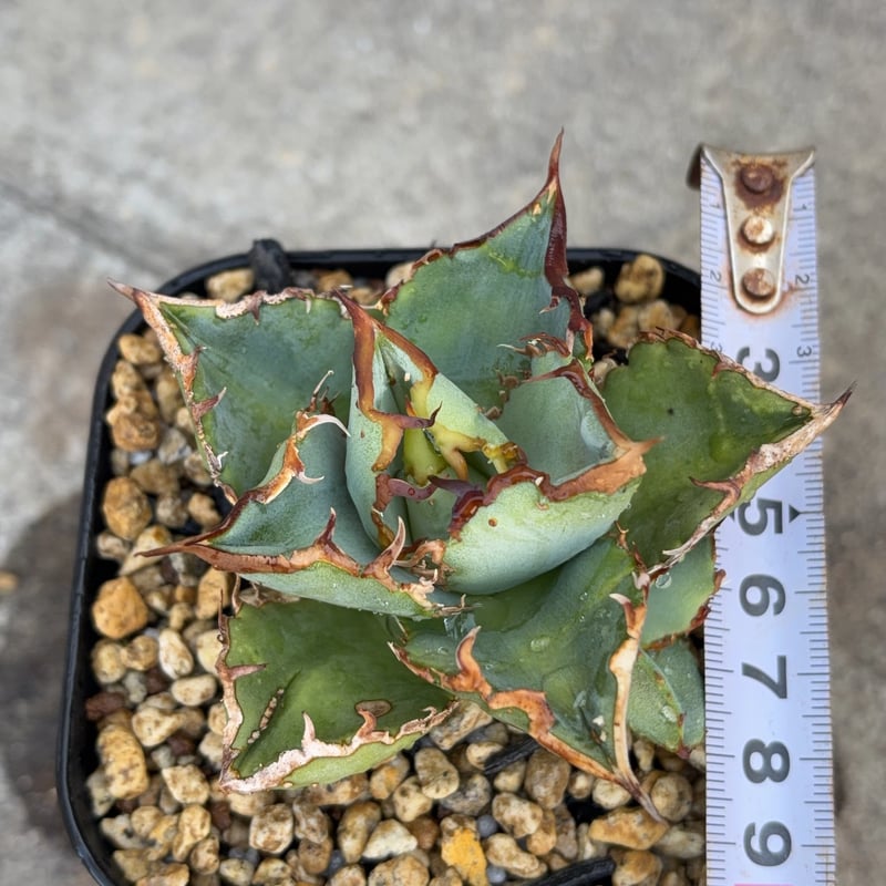 アガベチタノタ地勇星 子株付き Agave titanota “Chiyuusei” 鉢付き