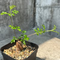（BMP産）オペルクリカリア デカリー Operculicarya decaryi 鉢付き発送