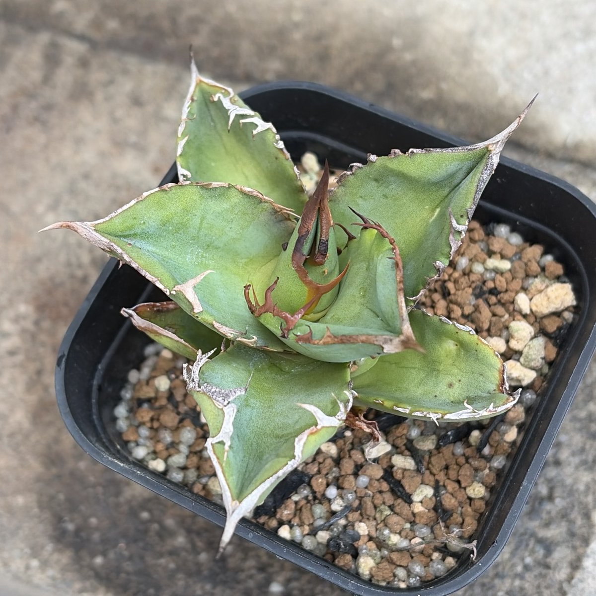 c*o様 アガベ チタノタ 星空 OC株 Starry sky 大株 c*o様 アガベ チタノタ 星空 OC株 Starry sky 大株 アガベ・チタノタ