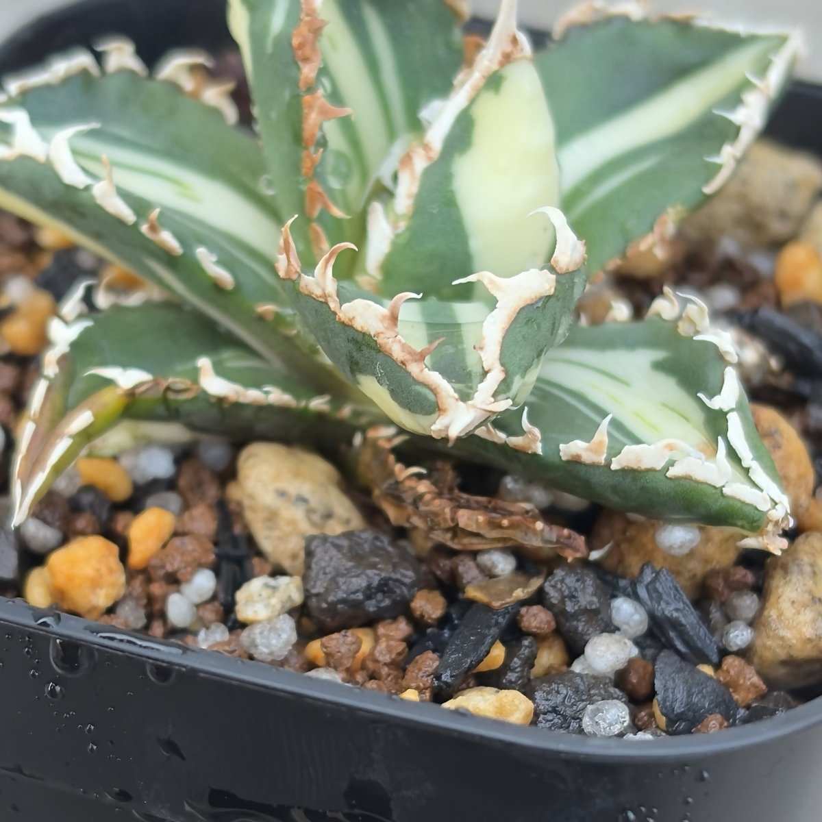 アガベ チタノタ 狼人錦 中斑錦 Agave titanota were wolf White
