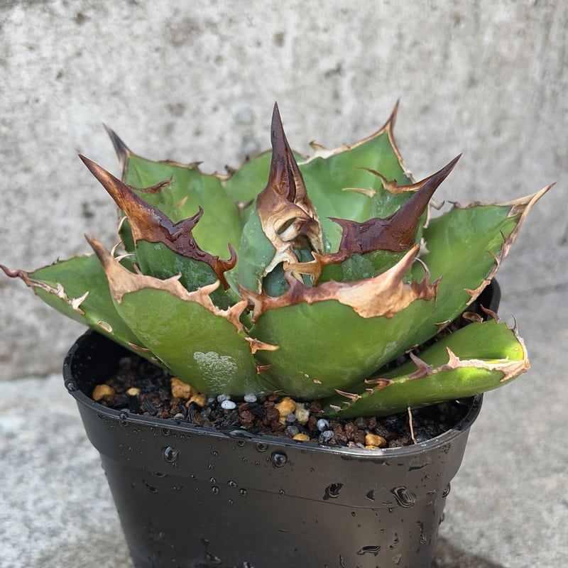 アガベチタノタ白犀牛 Agave titanota White Rhino 鉢付き発送 |