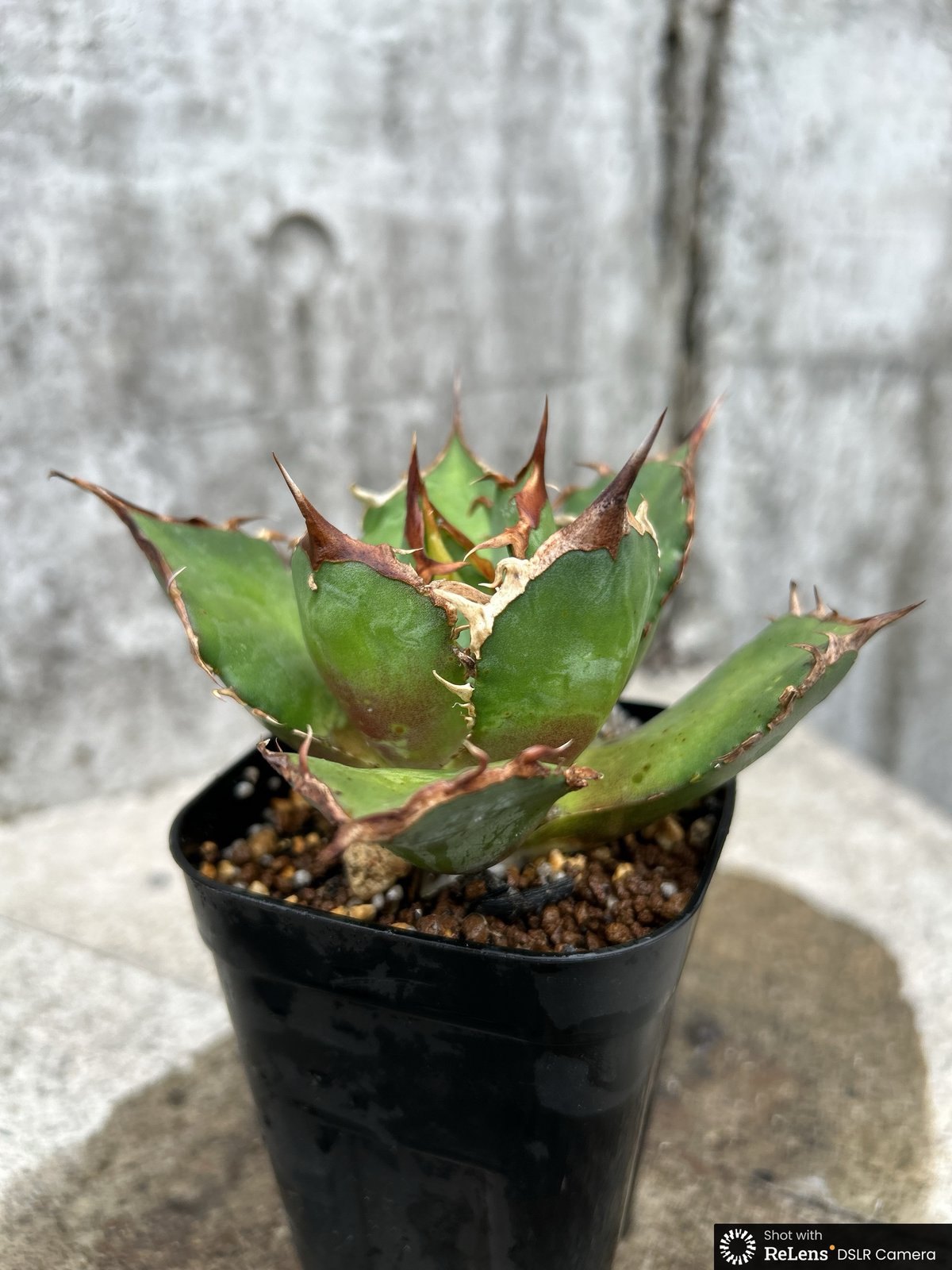 アガベ チタノタ FO-076 鉢付き発送 | blackmonster plants