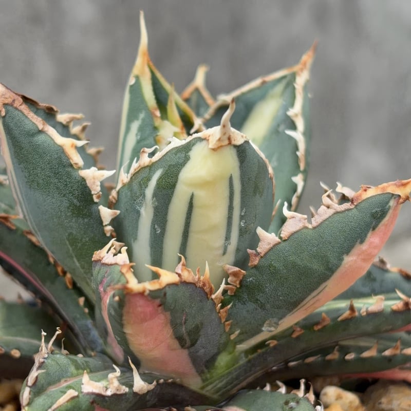 アガベ チタノタ 狼人錦 中斑錦 Agave titanota were wolf White
